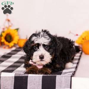 Elaine, Mini Bernedoodle Puppy